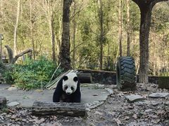 -都江堰中华大熊猫苑