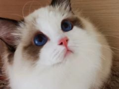 -Bastet sally猫舍购宠(静安店)