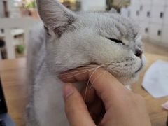 -李小姐の猫咖啡馆(五角场店)