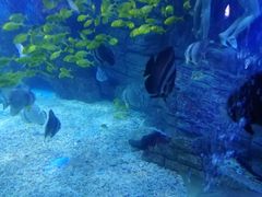 -烟台海昌鲸鲨海洋公园