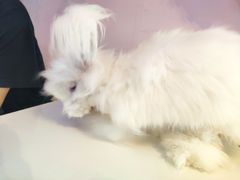 -我爱猫咪·猫咖·狗咖·安哥拉兔·羊驼咖(小寨华旗店)