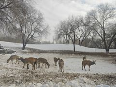 -北京野生动物园