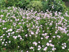 -昆山城市生态森林公园