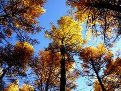 -塞罕坝国家级自然保护区