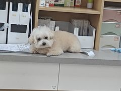 -瑞派康怡24h宠物医院·犬猫医疗中心·微创绝育(瑞景分院)