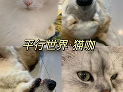-平行世界·猫咖(首经贸店)