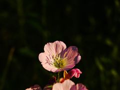 -贡湖湾湿地公园