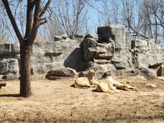 -北京野生动物园