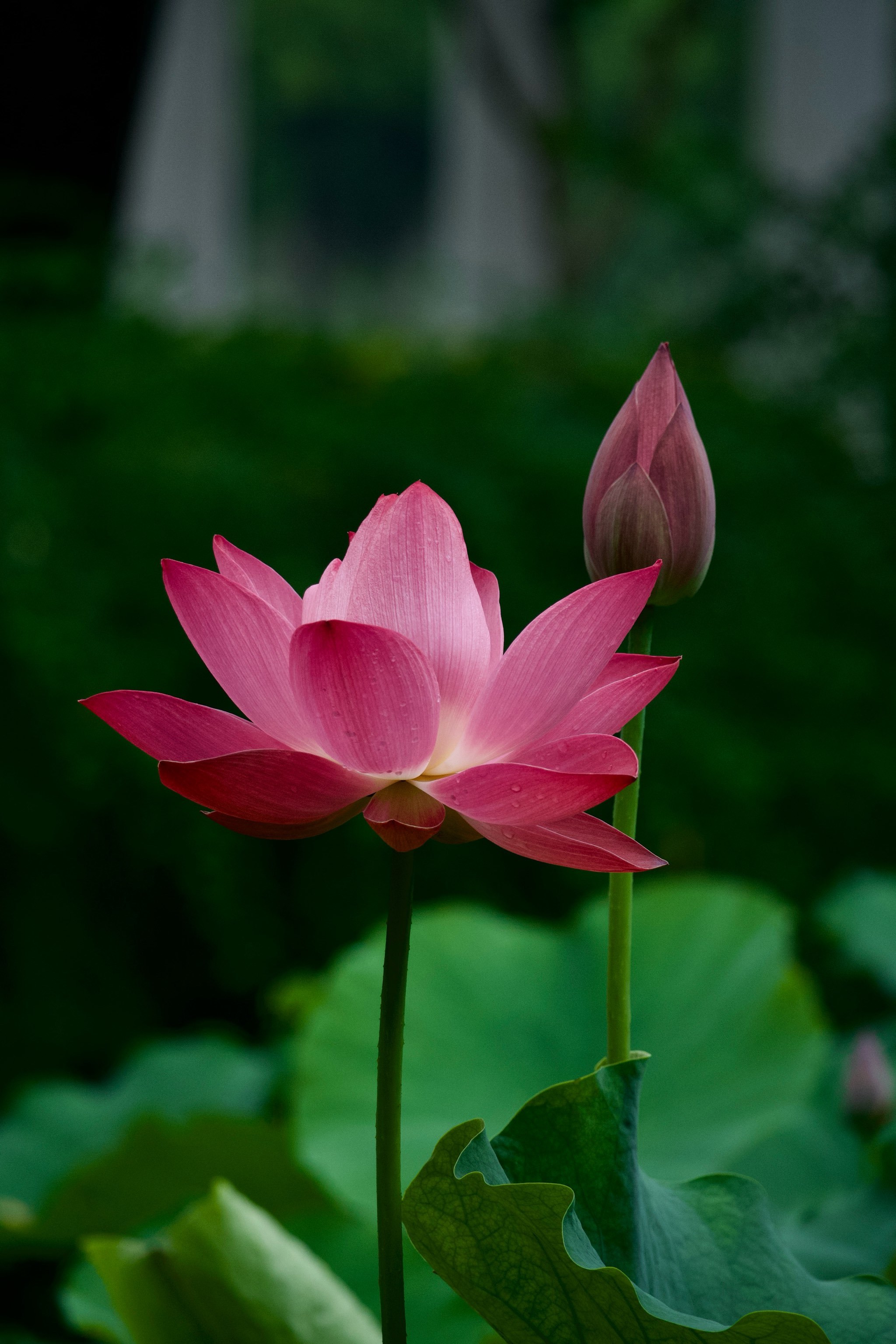 王雪涛笔下的荷花一念清净心莲开放