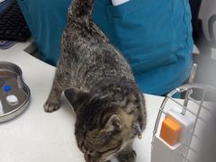 -中农国际动物医院24小时·猫科·骨科·急重症中心