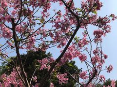 -桃花涧