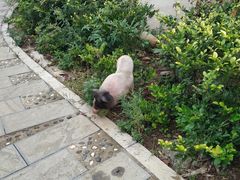 -高荡千年布依古寨旅游景区