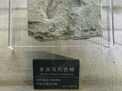-安徽省地质博物馆