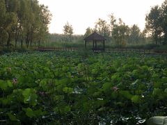 -微山湖红荷湿地景区