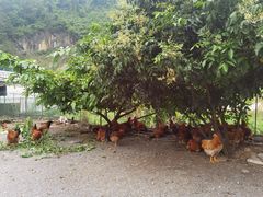 -乡村人家私房菜(250省道店)