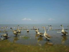 -鄱阳湖国家湿地公园