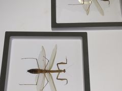 -上海昆虫博物馆