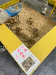 -神奇动物撸宠馆·羊驼·小浣熊·异宠(豫园店)