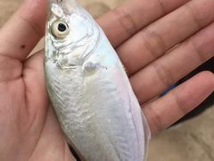 -西涌国际滨海旅游区