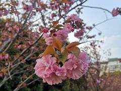 -高东镇樱花园
