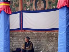 -塔尔寺-菩提树