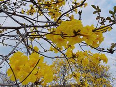 -天适樱花悠乐园