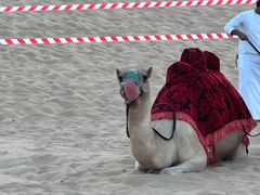 -迪拜沙漠冲沙
