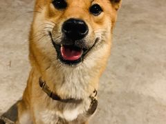 -柴犬高等学院·狗咖·柴犬售卖·宠物训练