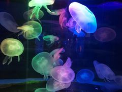 -太平洋海底世界