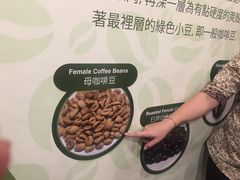 -巴厘岛黄金金兔咖啡工厂