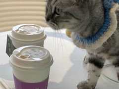 -怪兽屋·羊驼·猫咖·狗咖(俊华广场店)