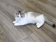 -babydoll猫舍·米努特·德文·缅因(久光中心店)