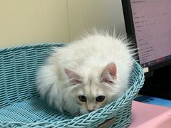 -纳吉亚猫专科动物医院博雅分院