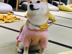 -逗柴咖啡屋·狗咖猫咖宠物桌游