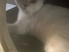 -中农国际动物医院24小时·猫科·骨科·急重症中心