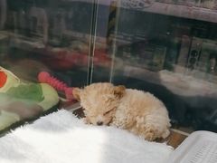 -FAELING PETS美天灵宠物(富力广场店)