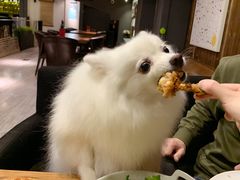 -百好乐宠物友好餐厅(朝外大街店)