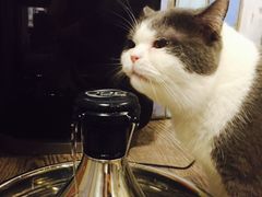 猫咪-小时光咖啡馆(开森度假森林店)