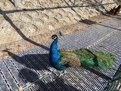 -北京鹿世界主题园