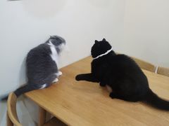 -滚猫咖啡·猫咖·猫友好撸猫(未来城店)