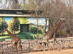 -北京野生动物园