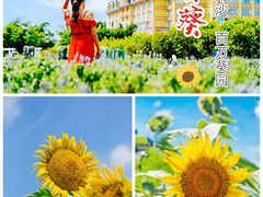 -百万葵园
