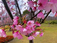 -顾村公园