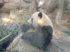-成都动物园