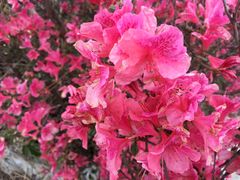 -木兰云雾山