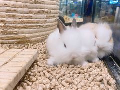 -宠物世家(仲盛世界商城店)