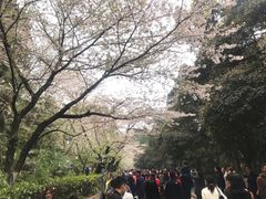 -武汉大学-樱园