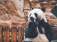 -石家庄市动物园
