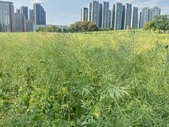 -光明小镇欢乐田园