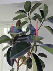 -HEYAN荷妍专业脱毛连锁机构